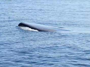 Как в Калифорнии спасали голубого кита, запутавшегося в рыболовных сетях