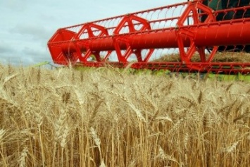 На сегодня в Крыму намолочено 243 тыс тонн зерновых культур, - Григоренко (ФОТО)