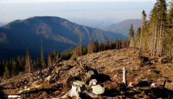 Молдова ужесточает санкции за незаконную вырубку лесов