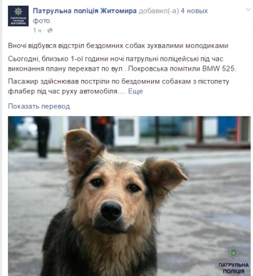 В Житомире задержали BMW, из которого на ходу расстреливали бездомных собак