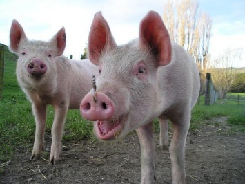 В Первомайском районе зафиксирована вспышка африканской чумы свиней