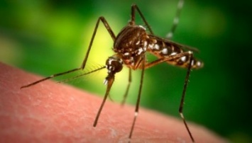 В Сибири у людей начинаются аллергические реакции от укусов комаров