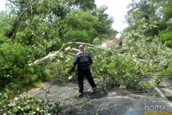 В Кременчугском районе 12 деревьев завалило проезжую часть