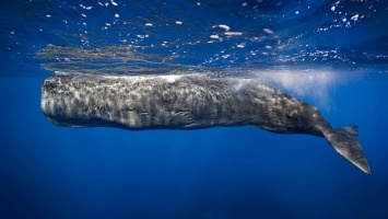 Как морским млекопитающим удается так долго оставаться под водой