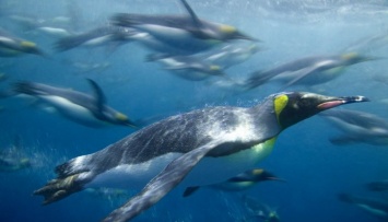 Популяция пингвинов к концу века сократится на 60%