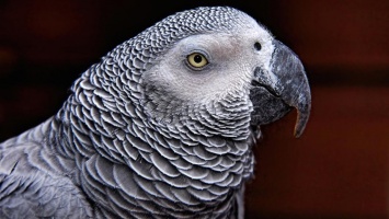 "Показания" попугая используют в расследовании убийства