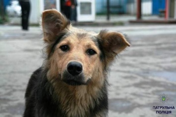 Житомир: Полиция задержала стреляющих по собакам преступников