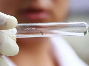 Ученые создали первую вакцину от вируса Зика