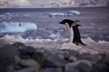 Половине пингвинов предрекли вымирание в ближайшие сто лет
