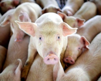 Ученые выяснили родину эпидемии свиного гриппа H1N1
