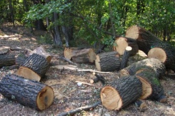Полтысячи деревьев на 2 миллиона гривен уничтожили браконьеры в Черниговской области