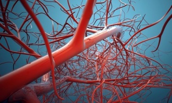 Ученые нашли ключевую точку образования кровеносных сосудов в сердце