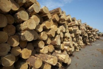 Сумская прокуратура подозревает предпринимателя в махинациях с лесопродукцией