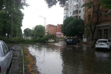 На проспекте Пушкина упавшее дерево оборвало электропровода и перегородило движение транспорта (ФОТО)