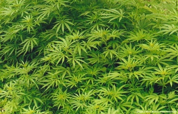 В Раде зарегистрирован законопроект о легализации марихуаны