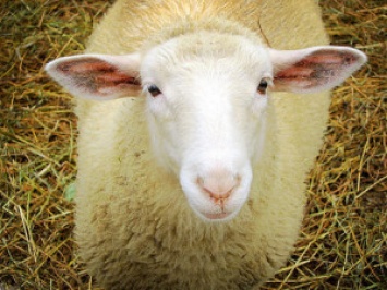 В Норвегии овец научили быть экскурсоводами