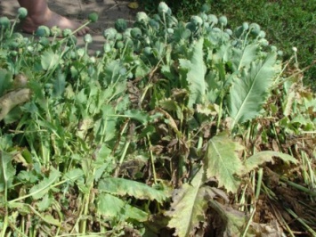 В Житомирской области женщины выращивали более 500 кустов снотворного мака