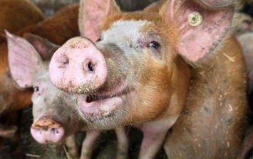 В Черниговской области обнаружен очаг свиной чумы