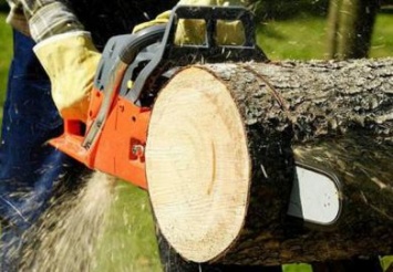 На Днепропетровщине просят разрешить населению забирать поваленные деревья на дрова