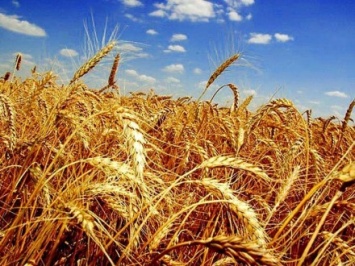 Урожай зерновых культур начали собирать в Запорожской области