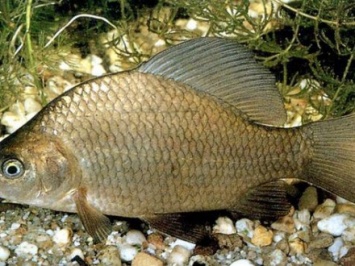 Рыба погибла в реке Южный Буг в Хмельницком