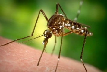 Коммунальщики Симферополя воюют с комарами