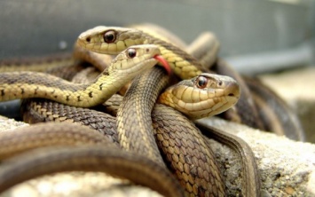 В Татарстане умерла женщина, испугавшись змеи