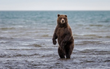 На Аляске медведь проломил потолок и съел все угощения на детском празднике