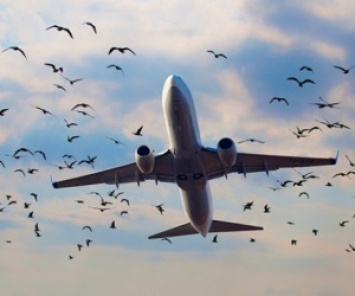 Стихийная свалка возле аэропорта «Киев» создает опасность для самолетов