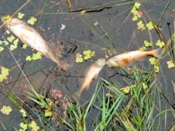 Факт гибели рыбы зафиксировали в Черкасской области