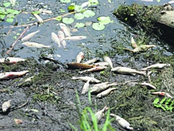 Экоинспекция в Черкасской области через несколько дней определит причину гибели рыбы в Днепре