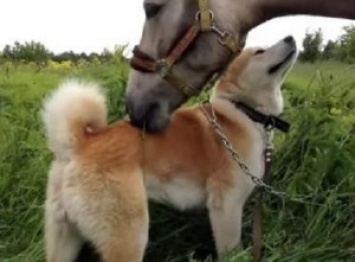 Трогательная встреча. Лошадь и собака после долгой разлуки показали, как скучали друг без друга