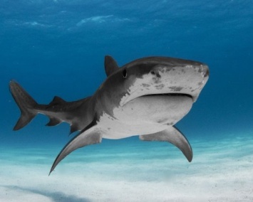 Ученые провели УЗИ беременной акулы