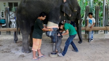 Протез ноги установили слону в Таиланде