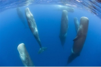 Датские ученые раскодировали язык китов