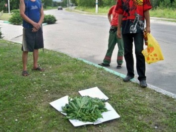 За месяц полицейские Донецкой области изъяли более 80 тыс. наркосодержащих растений