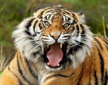Тигр напал на сотрудницу зоопарка в Испании