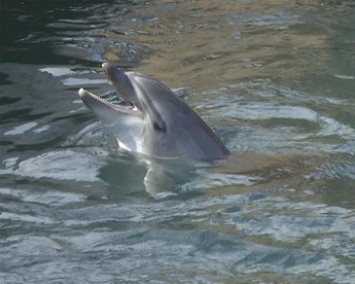 В Кирилловке в полицию сообщили о гибели дельфина