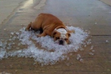 Лучшие способы охладить свою собаку в летнюю жару