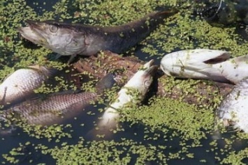 В Черниговской области массово гибнет рыба