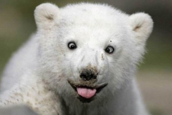 Киевский зоопарк ведет переговоры о покупке белых медведей, бегемота и жирафа