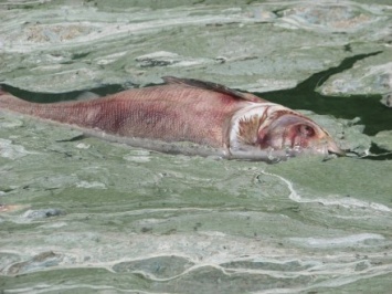 Массовый мор рыбы зафиксирован в одном из районов Житомирской области