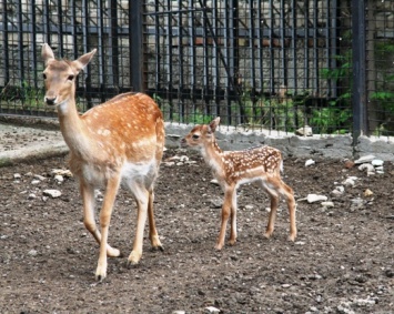 Одесский зоопарк объявляет конкурс «Дай имя малышу»