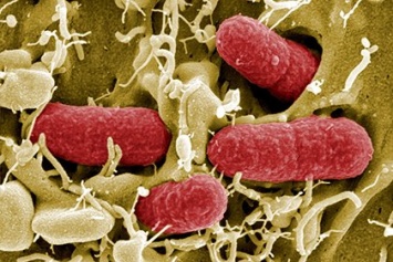 Ученые: В кишечнике обнаружены бактерии, манипулирующие мозгом