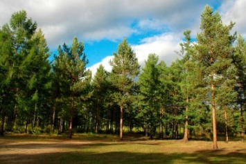 Самый крупный в мире искусственный лес, находится на Херсонщине