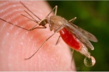 Студент из Ганы привез в Харьков смертельный штамм малярии