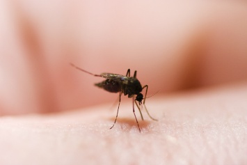 На Харьковщине зафиксирован случай заболевания тропической малярией