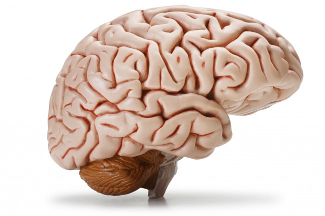 Может ли ваш мозг на самом деле «заполниться»?