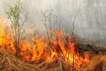 Под Киевом растет количество поджогов травы