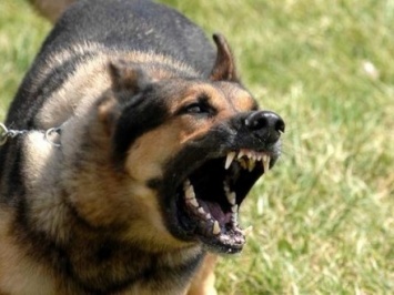 Бешеная собака покусала четырехлетнего ребенка в Закарпатской области